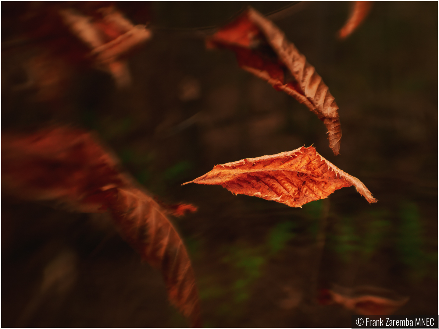 The falling leaves by Frank Zaremba MNEC