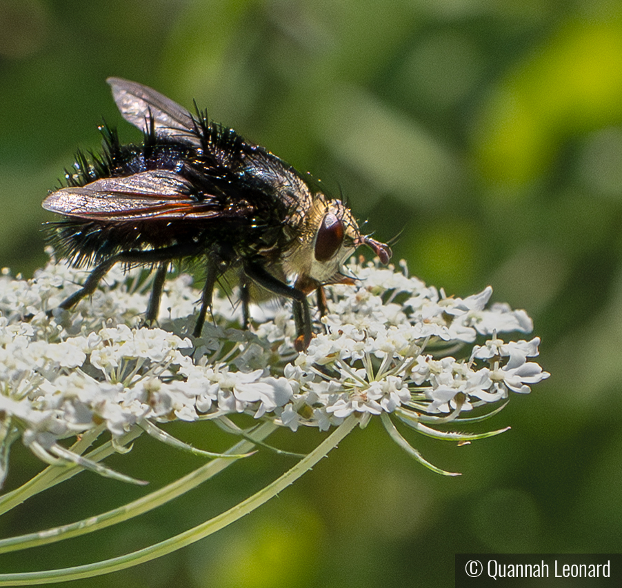 The Pollinator's Pause by Quannah Leonard