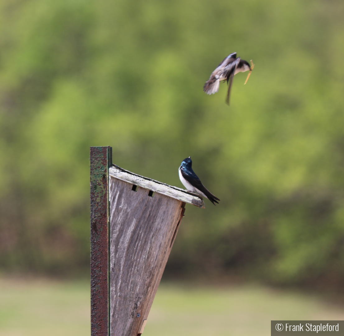 There She Goes Again by Frank Stapleford