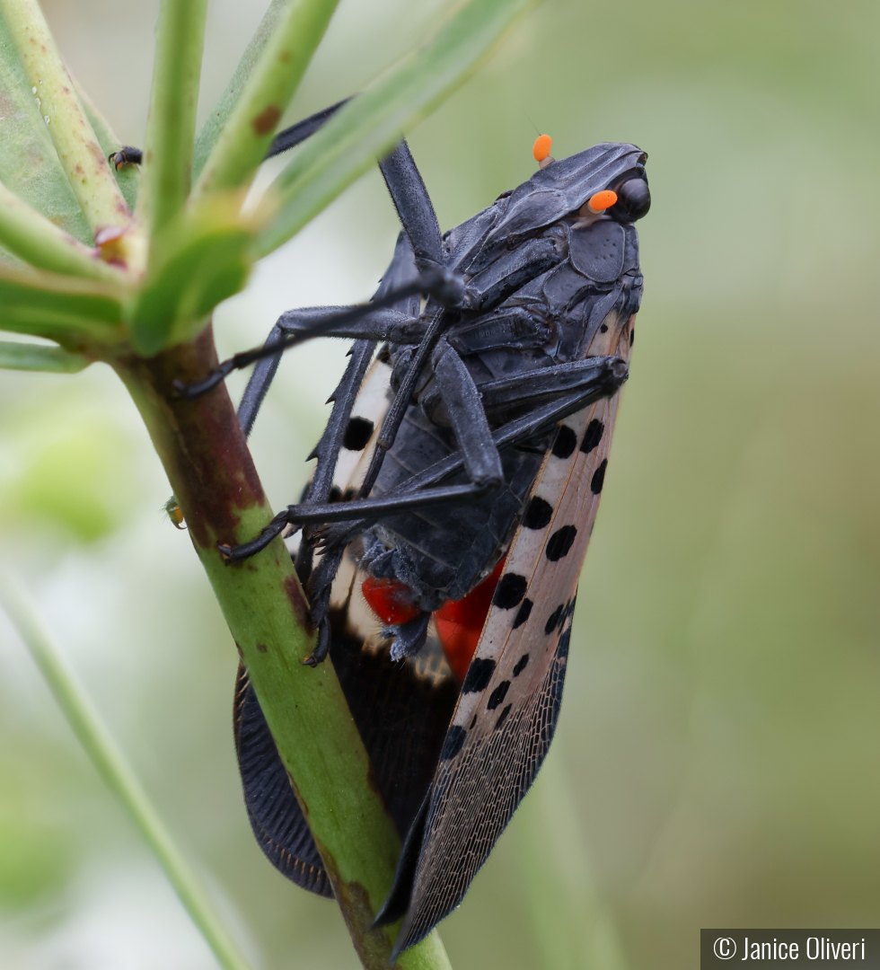 This Lantern Fly's Last Stand by Janice Oliveri