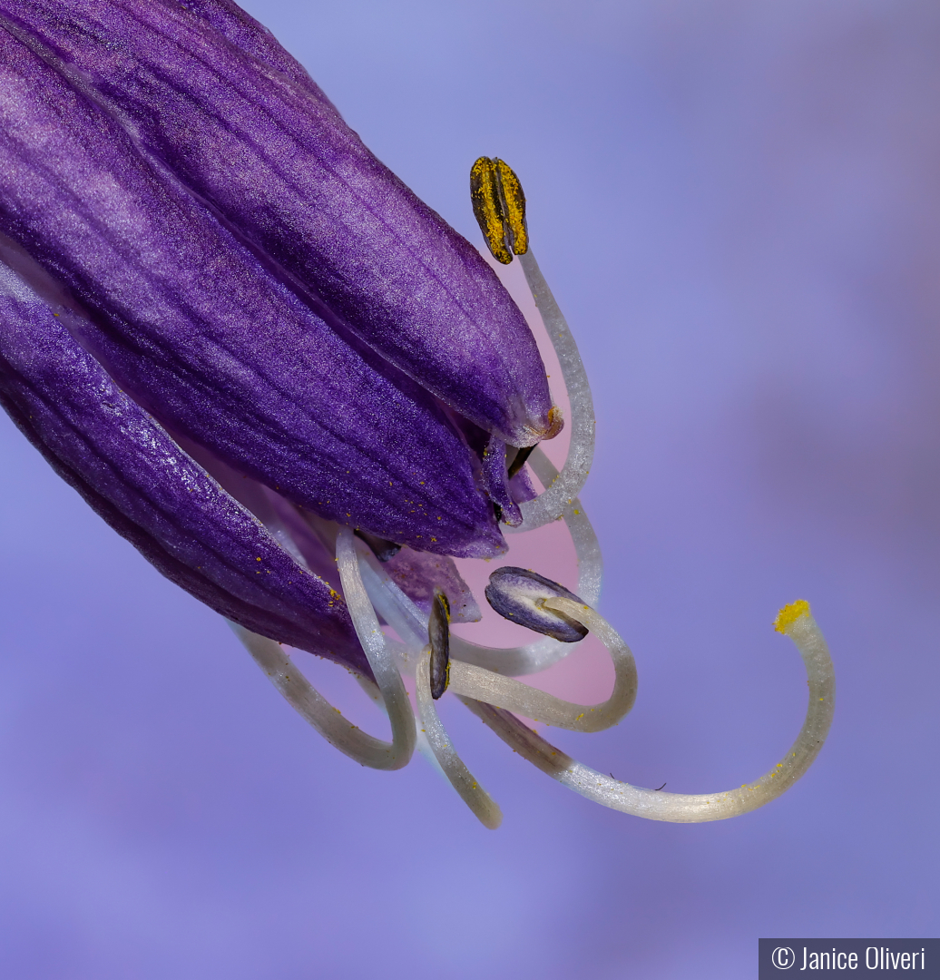 Time to bloom by Janice Oliveri