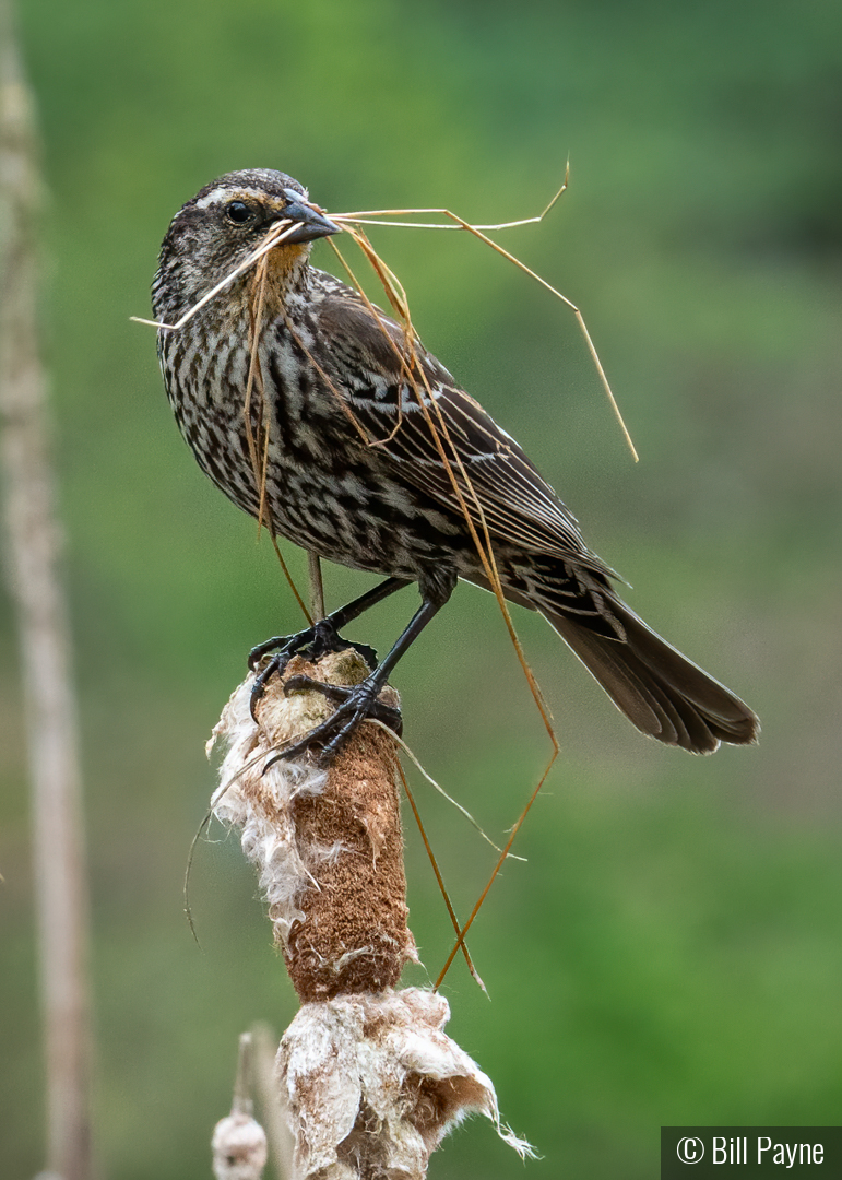 Time to Make the Nest by Bill Payne