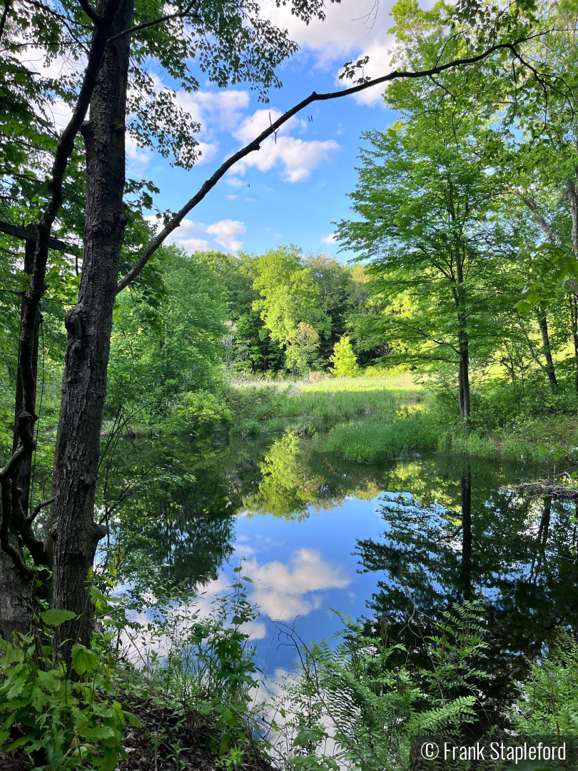 Time to Reflect by Frank Stapleford