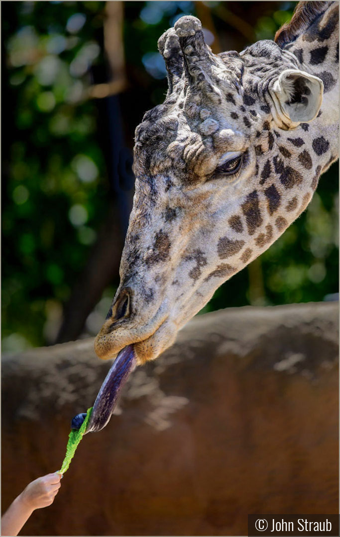 Tongue Twister Treat from a Tot by John Straub