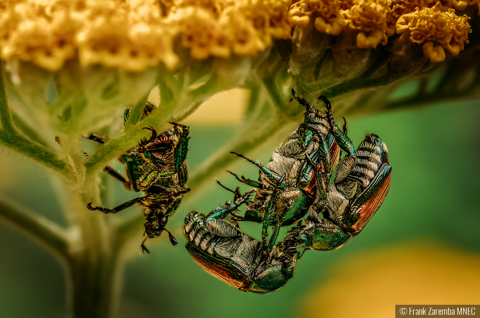 Too many suitors by Frank Zaremba MNEC