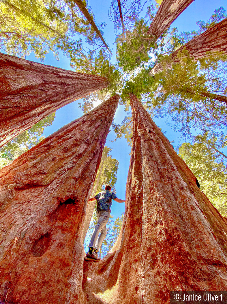 Trail of 100 Giants by Janice Oliveri
