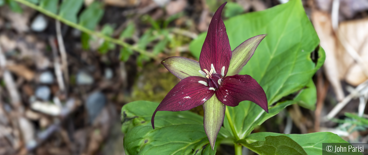 trillium by John Parisi