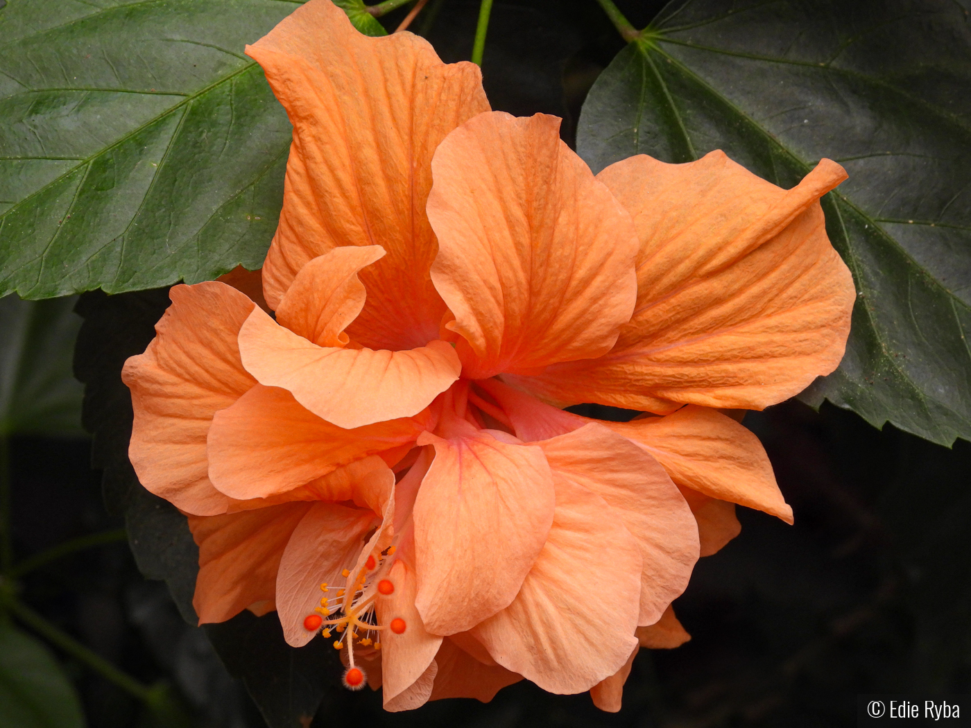 Tropical Beauty by Edie Ryba