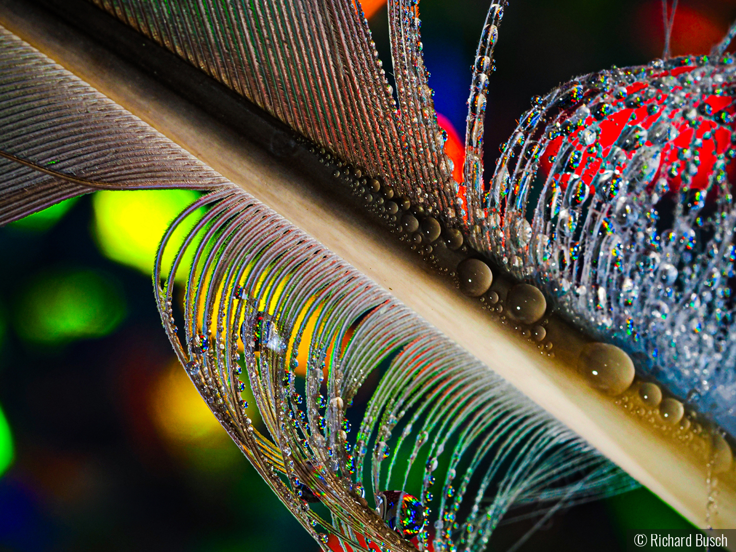 True Macro Freather and waterdrops by Richard Busch