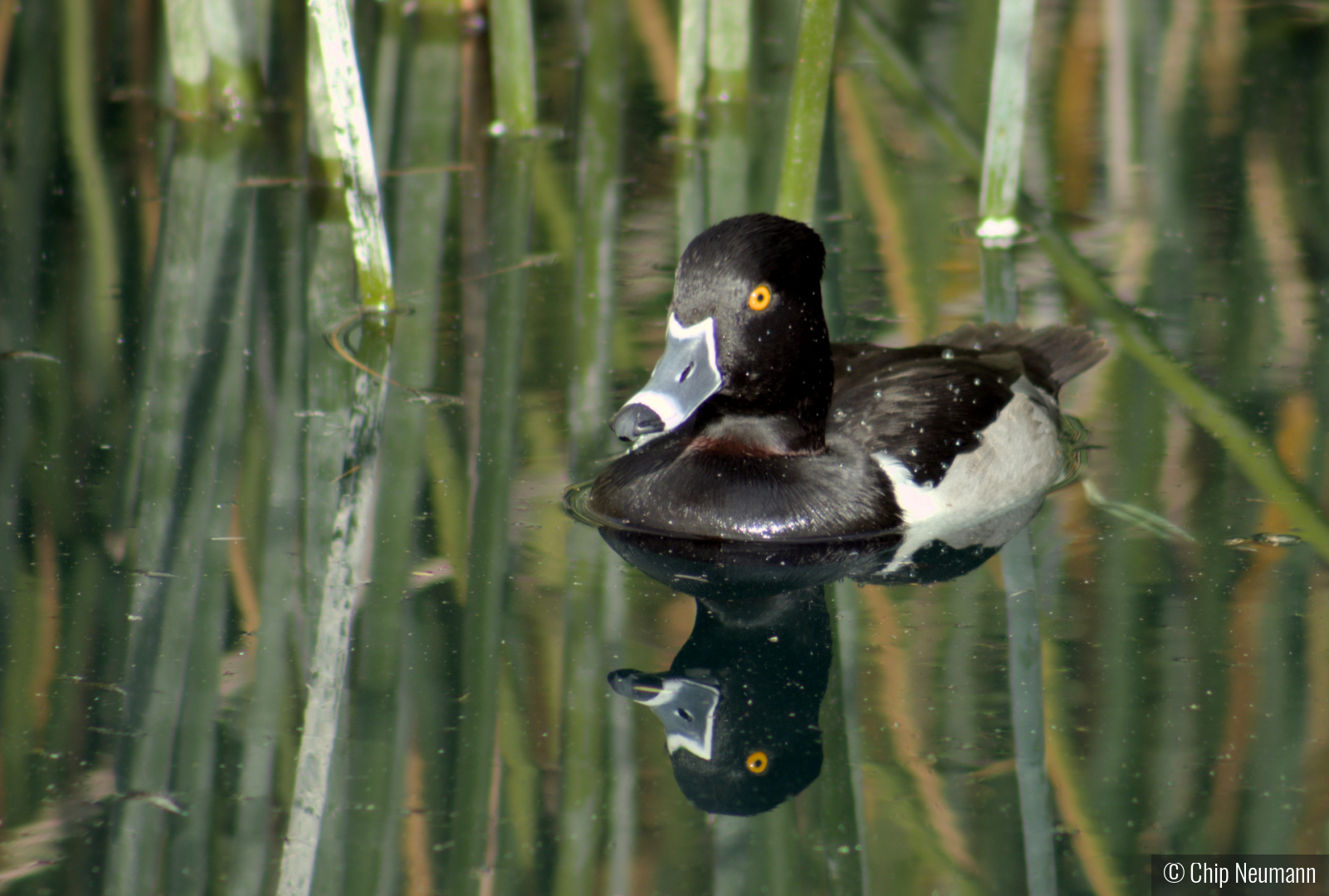 Tufted Duck by Chip Neumann