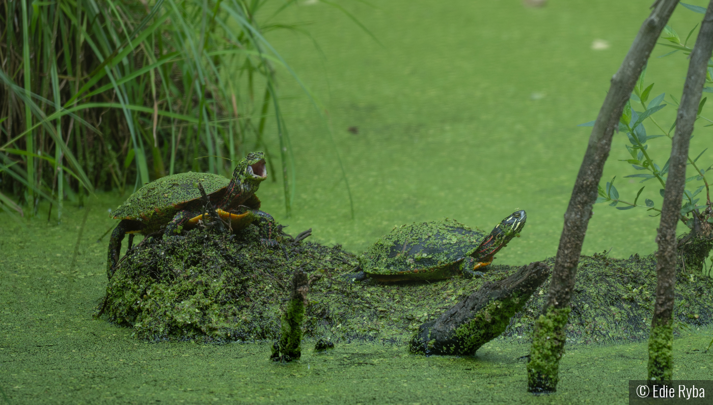 Turtles in the Early Morning Marsh by Edie Ryba
