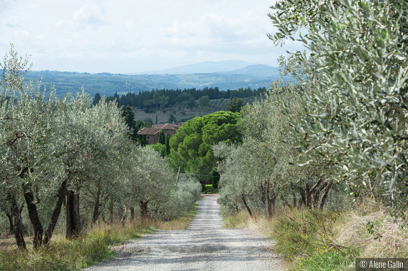 Tuscany-Landscape by Alene Galin