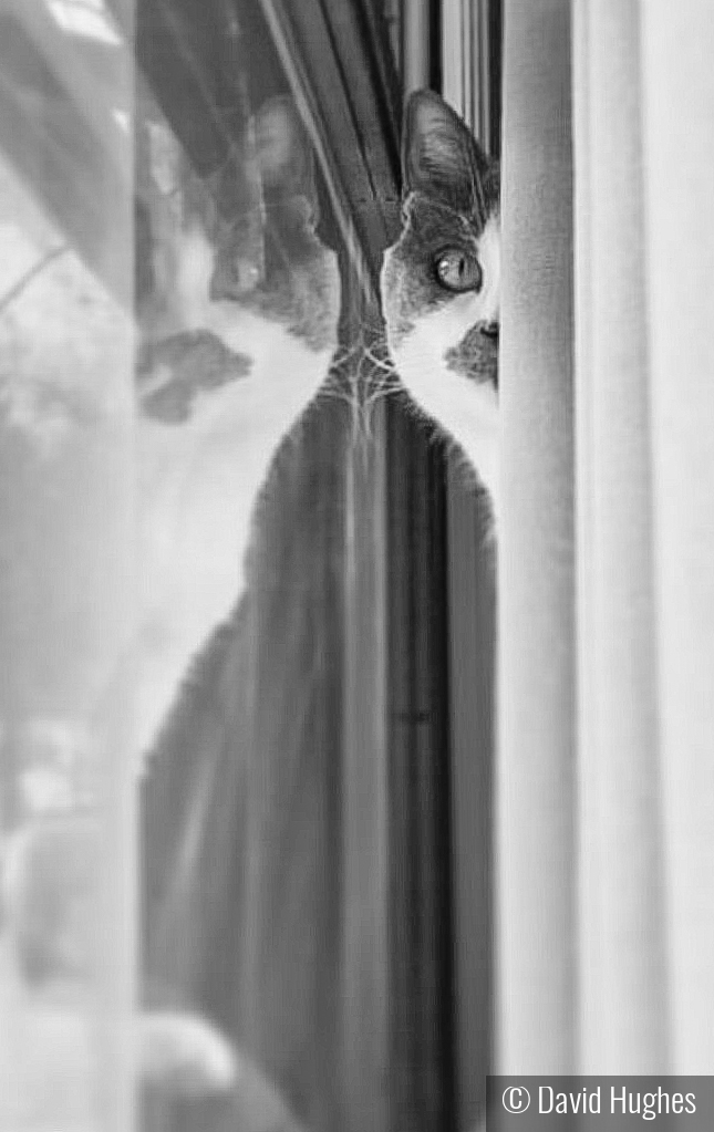 Twinkie alias The Jerk by David Hughes