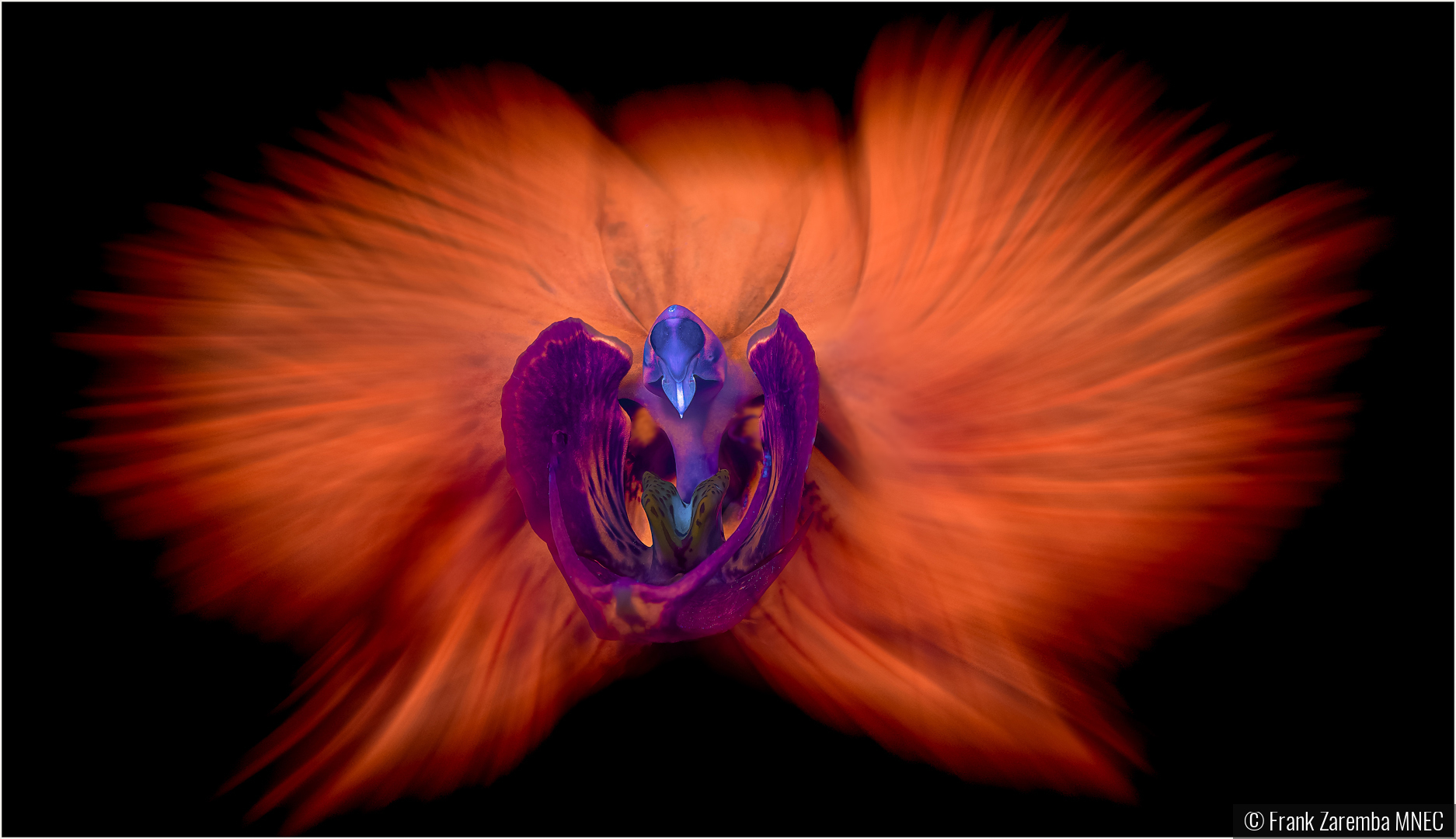 UV Orchid Alien Pilot by Frank Zaremba MNEC