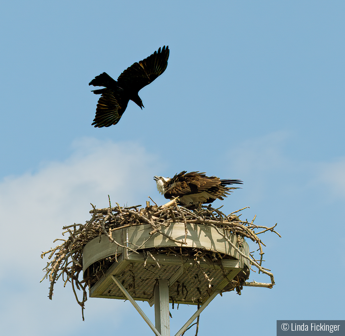 Under Siege by Linda Fickinger