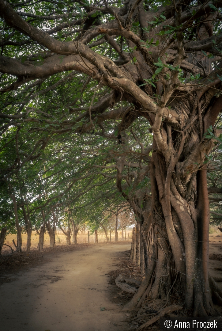 Under the Canopy by Anna Proczek