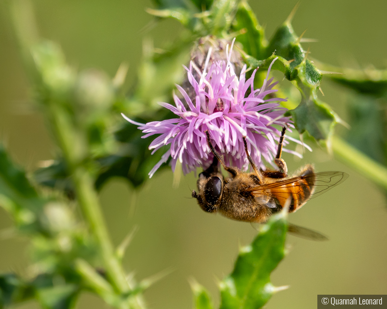 Upside Down by Quannah Leonard