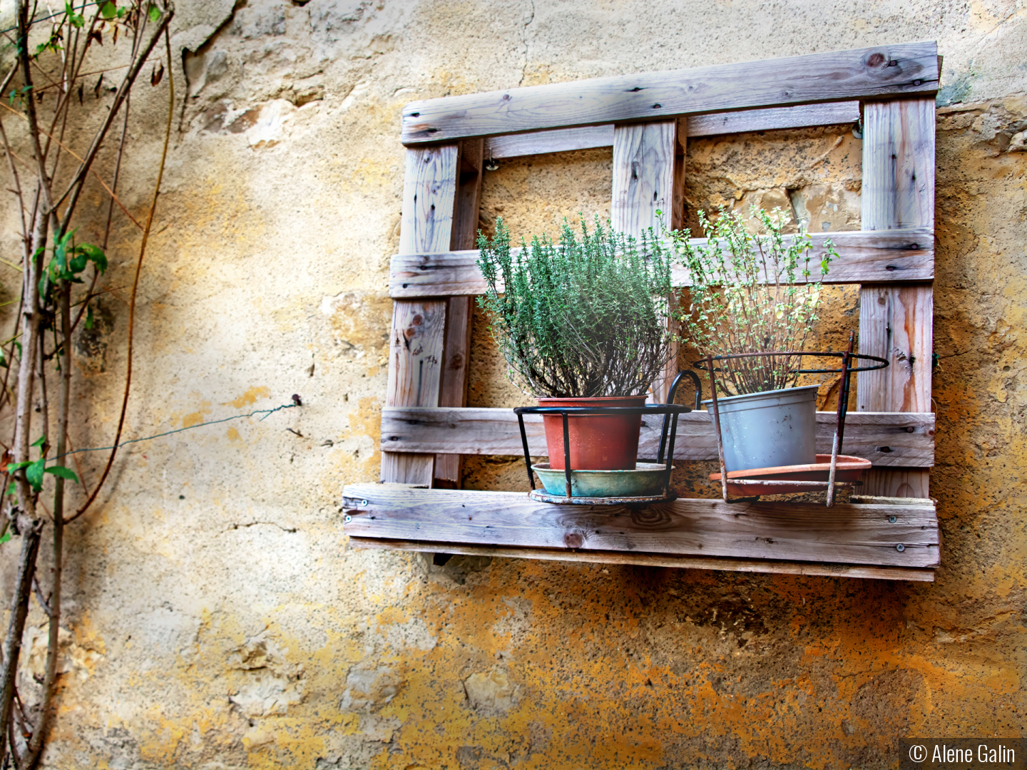 Wall. Plants by Alene Galin