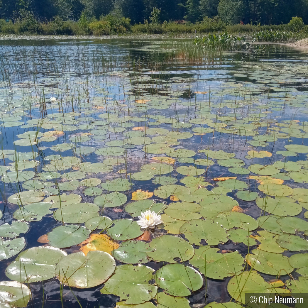 Water Lilly in the Weeds by Chip Neumann