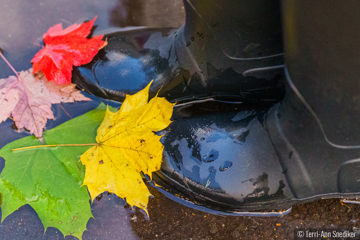 Wet Fall Days by Terri-Ann Snediker