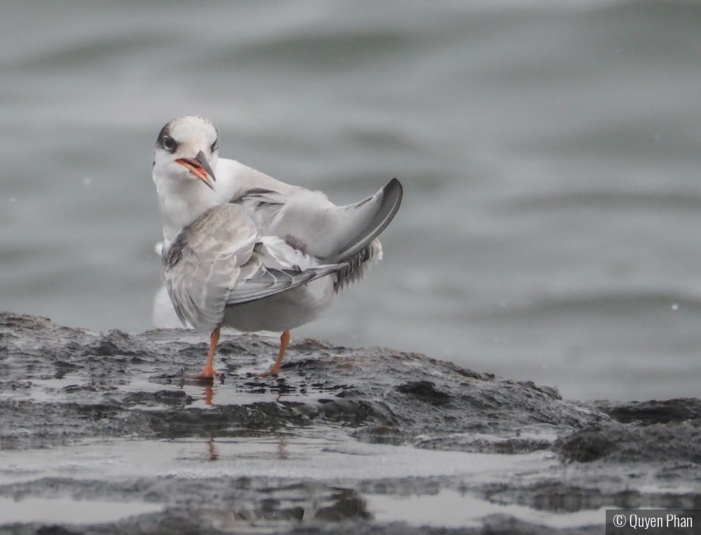 What are you looking at? by Quyen Phan