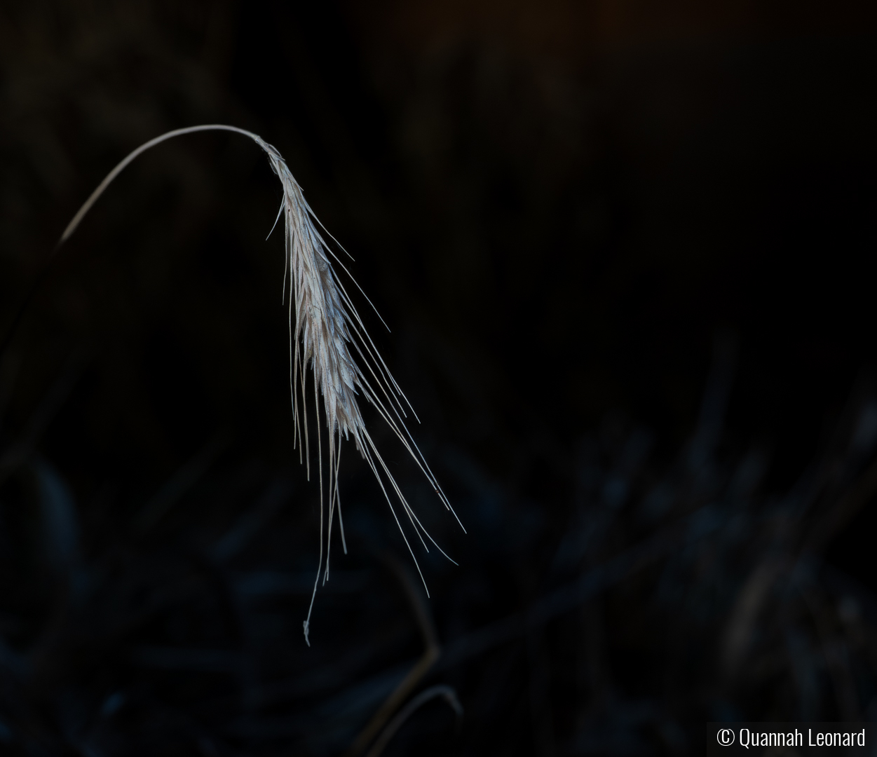 Wheat Stalk by Quannah Leonard