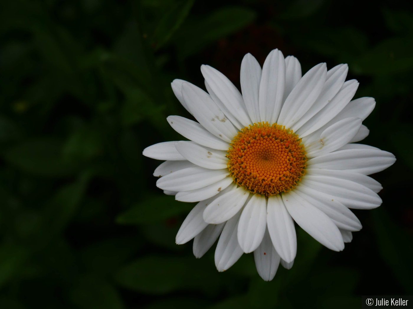 White Daisy by Julie Keller