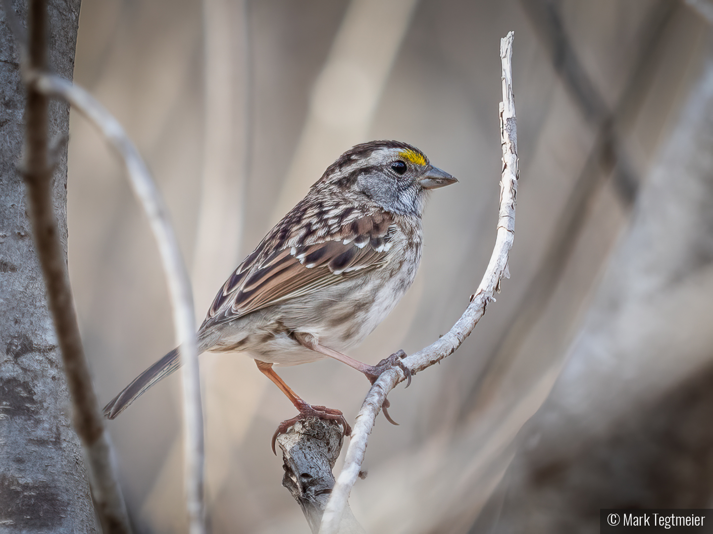White-Throated Sparrow by Mark Tegtmeier