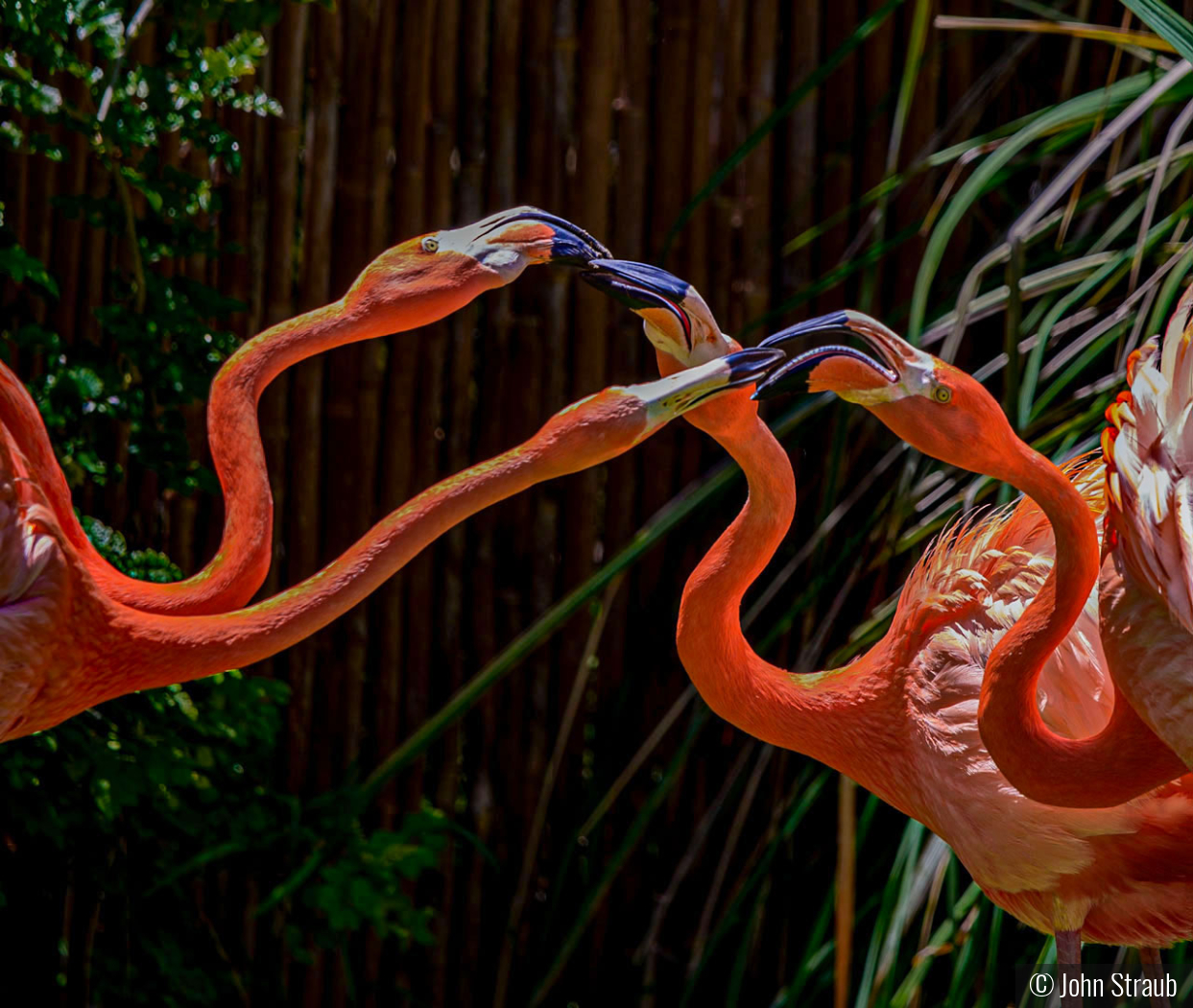 Why Flamingos Seldom Kiss by John Straub