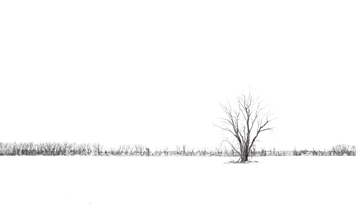 Winter Trees by Ian Veitzer