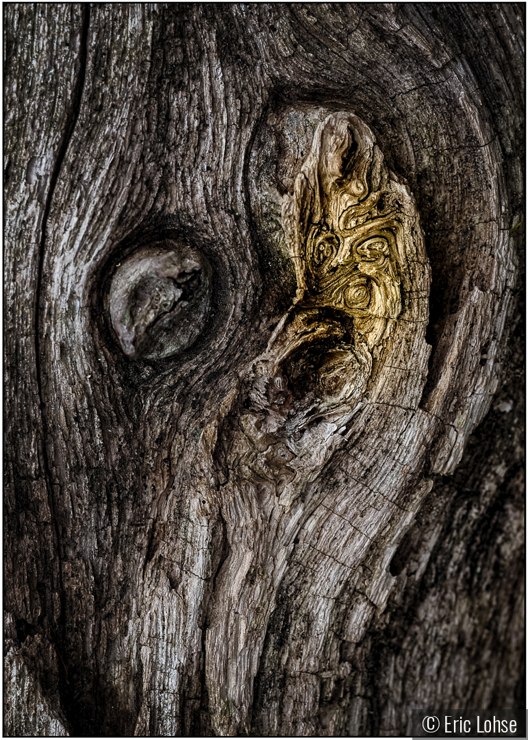 Woodland Spirit by Eric Lohse