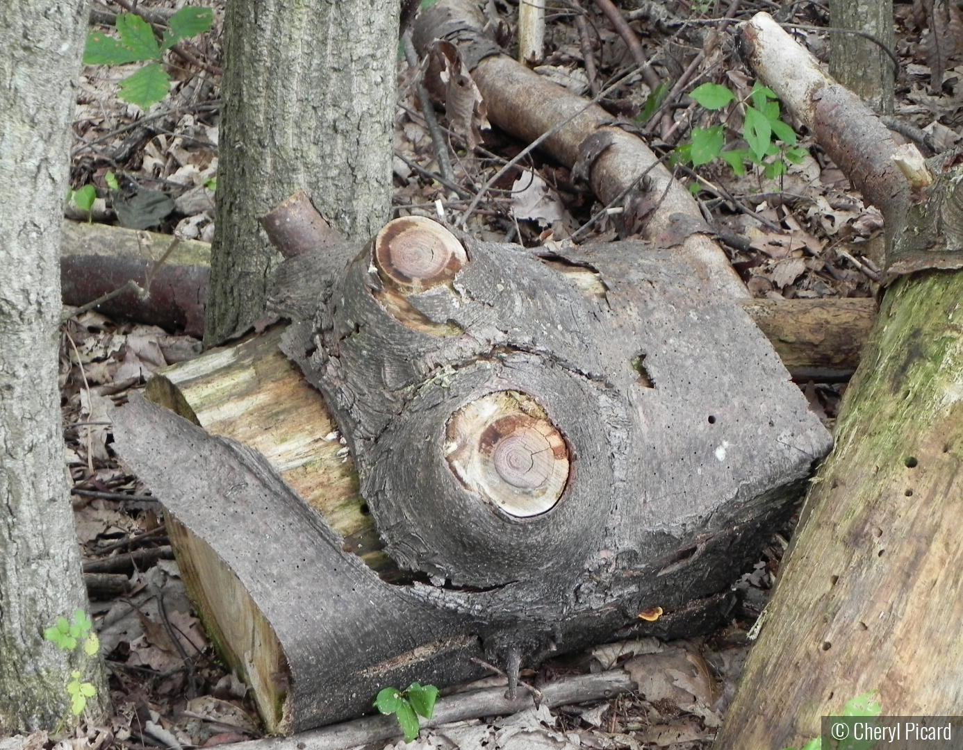 Woodland Voyager by Cheryl Picard