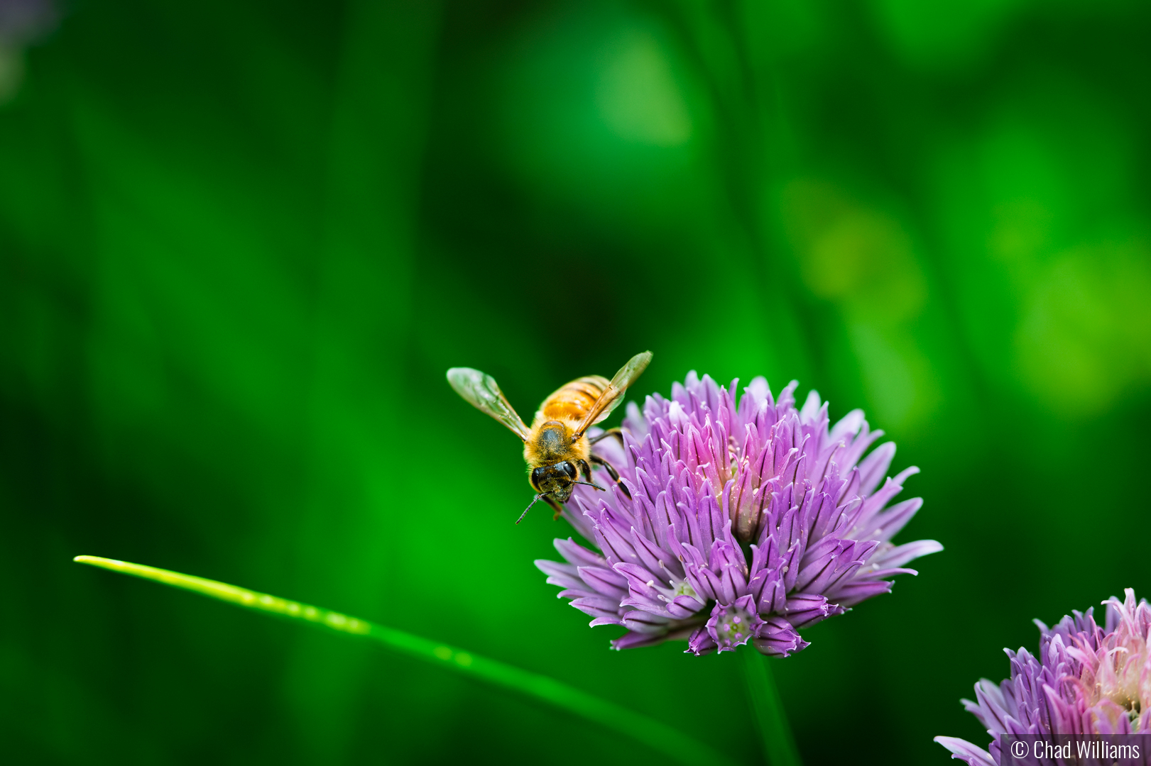 Working in the Garden by Chad Williams