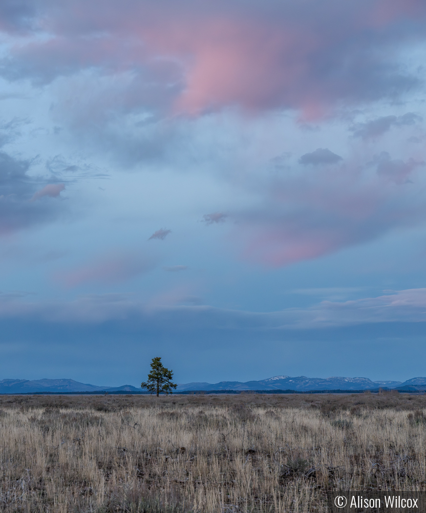 Wyoming by Alison Wilcox