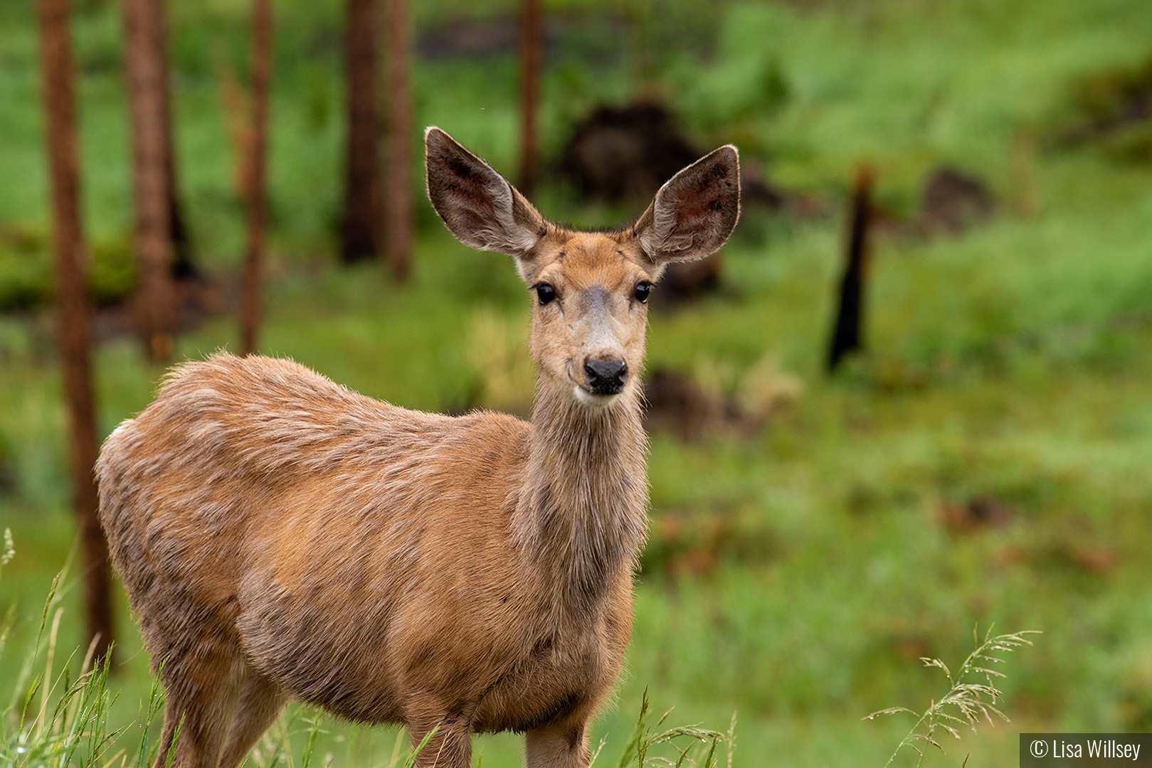 Young Mule Deer In Meadow by Lisa Willsey