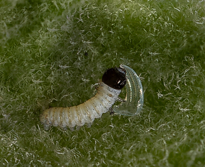 A Monarch's First Meal - Eggshell - Photo by Bob Ferrante