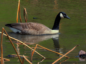 A Peaceful Swim - Photo by Dolores Brown