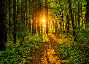 A Walk in the Woods - Photo by Ian Veitzer