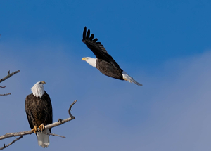 A Watchful Arrival - Photo by Amy Keith