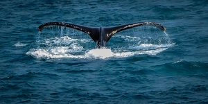 A Whale's Tale - Photo by Quyen Phan