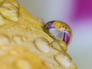 After the rain - Photo by Janice Oliveri