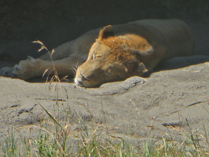 Afternoon Nap - Photo by Chip Neumann