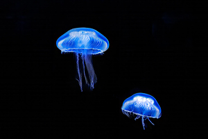 Alien Jellyfish - Photo by Ian Veitzer