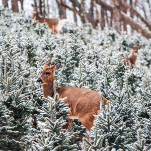Almost Reindeer - Photo by Ben Parisi