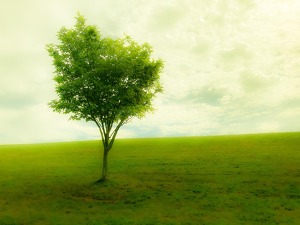 Alone - Photo by Mark Tegtmeier