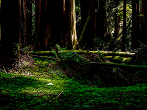 Among Giants - Photo by Quannah Leonard