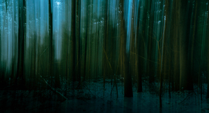 An Ethereal Forest - Photo by Amy Keith