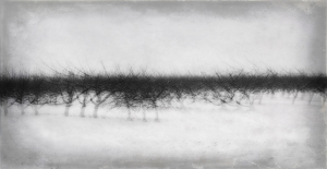 Class A HM: apple trees by John Parisi