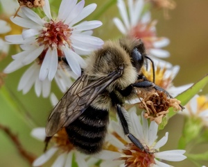 Asleep On the Job - Photo by Dolores Brown