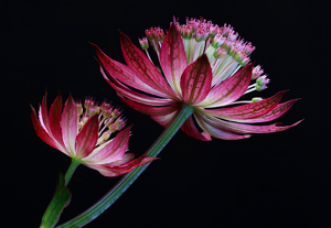 Astrancia - Photo by Janice Oliveri